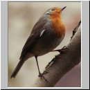 Erithacus rubecula - Rotkehlchen 17.jpg